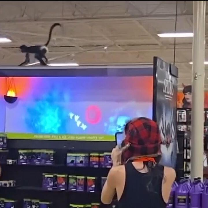 Monkeying Around! Pet monkey causes stir at Spirit Halloween store